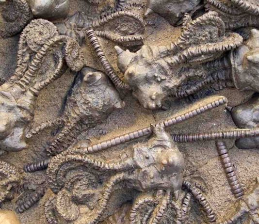 Study Provides Comprehensive Reconstruction of End-Permian Mass Extinction Study Provides Comprehensive Reconstruction of End-Permian Mass Extinction