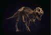 T. Rex Skeleton Sells For $31.8 Million At Christie's Auction, Report
