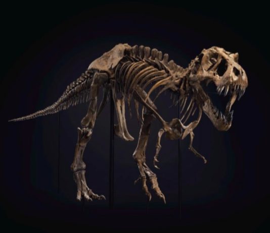 T. Rex Skeleton Sells For $31.8 Million At Christie’s Auction, Report T. Rex Skeleton Sells For $31.8 Million At Christie's Auction, Report