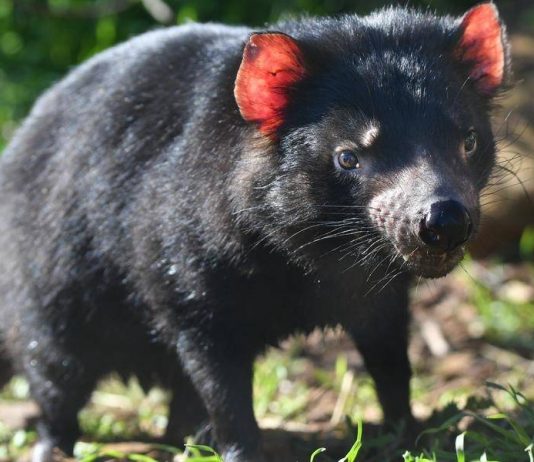 Tasmanian Devils reintroduced into Australian wild, Report Tasmanian Devils reintroduced into Australian wild, Report