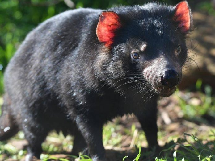 Tasmanian Devils reintroduced into Australian wild, Report