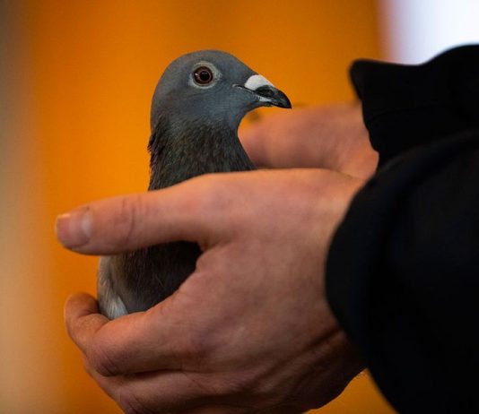 Belgian racing pigeon fetches record price of $1.9M, Report Belgian racing pigeon fetches record price of $1.9M, Report