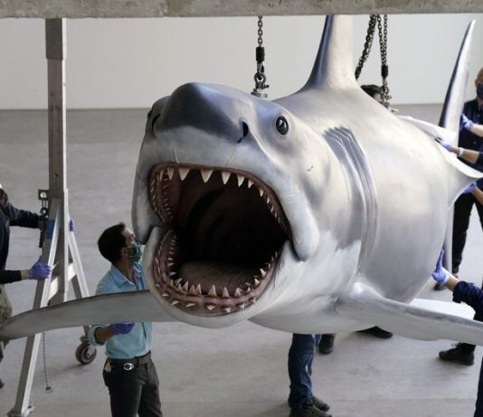 Bruce, the last shark from the film Jaws, docks at the Academy Museum (Video) Bruce, the last shark from the film Jaws, docks at the Academy Museum (Video)