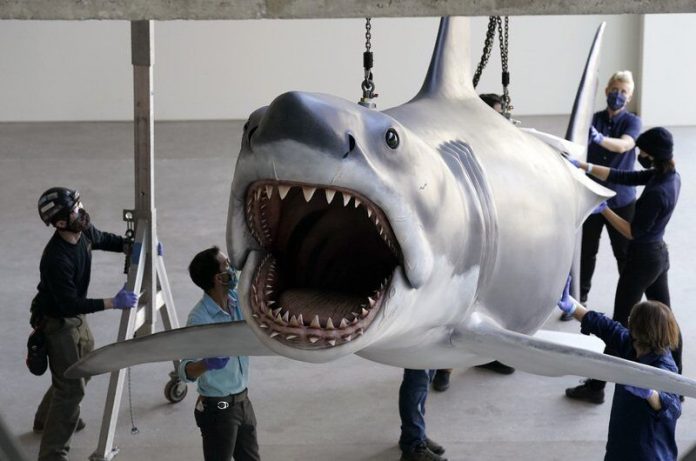 Bruce, the last shark from the film Jaws, docks at the Academy Museum (Video)