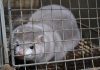 Denmark halts plan to cull 17 million mink over coronavirus, Report