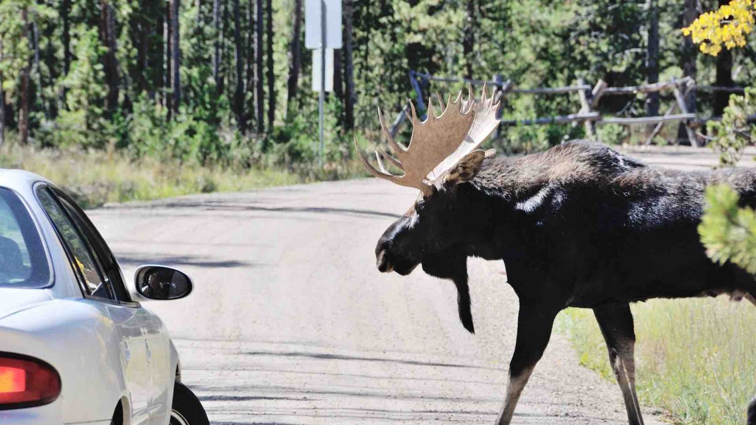 Drivers Warned To Keep Moose From Licking Salt From Cars In Alberta