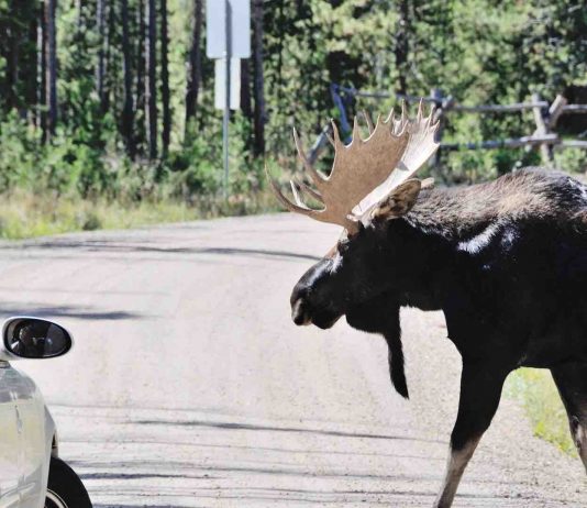 Drivers Warned To Keep Moose From Licking Salt From Cars In Alberta Park, Report Drivers Warned To Keep Moose From Licking Salt From Cars In Alberta Park, Report