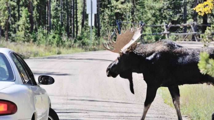 Drivers Warned To Keep Moose From Licking Salt From Cars In Alberta Park, Report