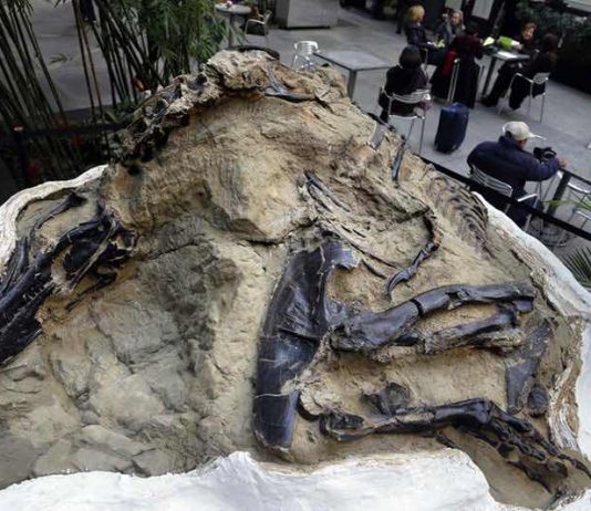 ‘Dueling dinosaurs’ fossils donated to NC museum, Report 'Dueling dinosaurs' fossils donated to NC museum, Report