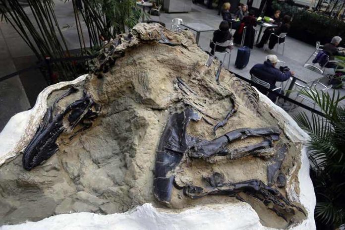 'Dueling dinosaurs' fossils donated to NC museum, Report