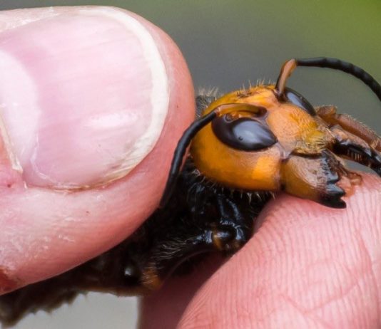 First ‘murder hornet’ nest included 200 queens capable of spawning own nests, Report First 'murder hornet' nest included 200 queens capable of spawning own nests, Report
