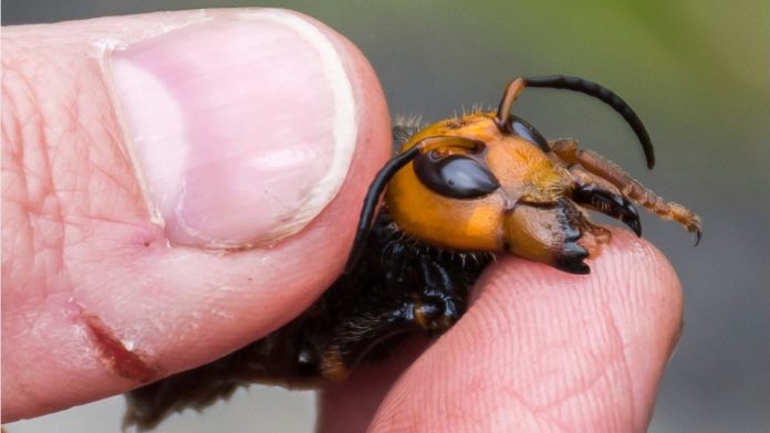 First 'murder hornet' nest included 200 queens capable of spawning own nests, Report