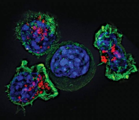 New immunotherapy shows promise against rare childhood cancer (Study) New immunotherapy shows promise against rare childhood cancer (Study)