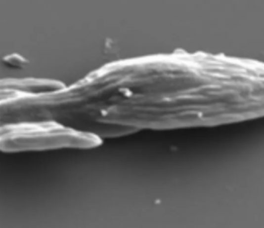 Physicists 3D print microscopic Star Trek spaceship that moves on its own Physicists 3D print microscopic Star Trek spaceship that moves on its own