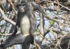 Popa langur, newly discovered Myanmar primate, 'already facing extinction' (Study)