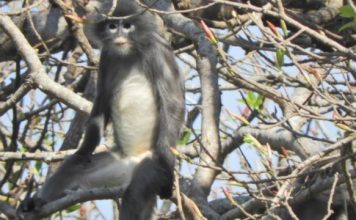 Popa langur, newly discovered Myanmar primate, ‘already facing extinction’ (Study) Popa langur, newly discovered Myanmar primate, 'already facing extinction' (Study)