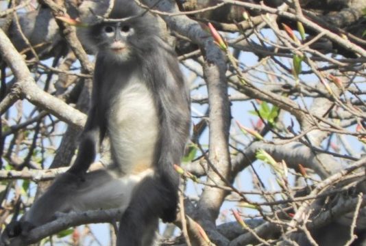 Popa langur, newly discovered Myanmar primate, ‘already facing extinction’ (Study) Popa langur, newly discovered Myanmar primate, 'already facing extinction' (Study)