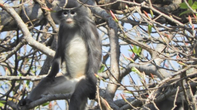 Popa langur, newly discovered Myanmar primate, 'already facing extinction' (Study)