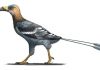 Study: Fossil reveals ‘buck-toothed toucan’ that lived with dinosaurs