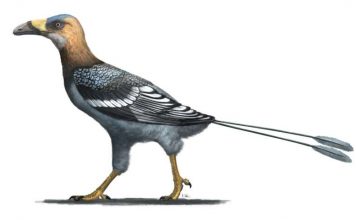 Study: Fossil reveals ‘buck-toothed toucan’ that lived with dinosaurs Study: Fossil reveals ‘buck-toothed toucan’ that lived with dinosaurs