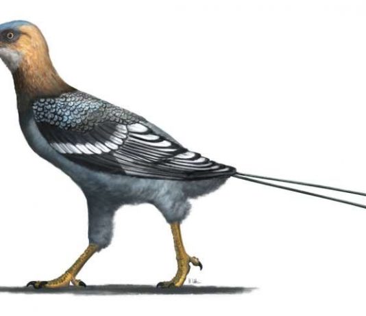 Study: Fossil reveals ‘buck-toothed toucan’ that lived with dinosaurs Study: Fossil reveals ‘buck-toothed toucan’ that lived with dinosaurs