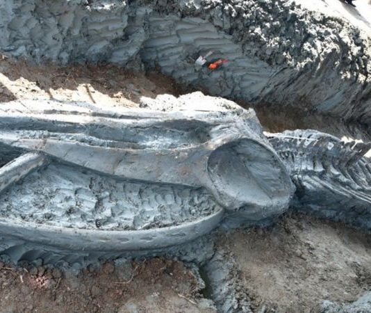 Thailand: Rare whale skeleton discovered (Picture) Thailand: Rare whale skeleton discovered (Picture)
