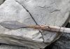 Ancient hunting arrows revealed by melting ice in Norway