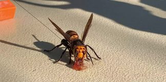 Asian honeybees use poop as a defense against deadly murder hornets Asian honeybees use poop as a defense against deadly murder hornets