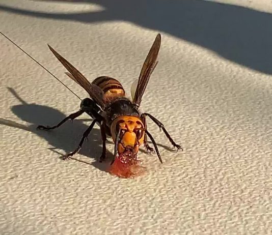 Asian honeybees use poop as a defense against deadly murder hornets Asian honeybees use poop as a defense against deadly murder hornets