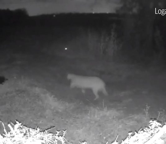 Big Mountain Lion Spotted in Dallas County (Video) Big Mountain Lion Spotted in Dallas County (Video)