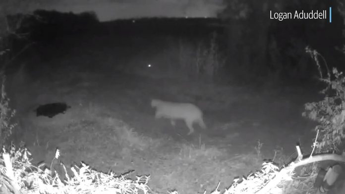 Big Mountain Lion Spotted in Dallas County (Video)