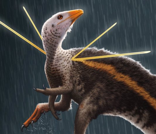 Fancy chicken-sized dinosaur sported a furry mane and shoulder ribbons (Study) Fancy chicken-sized dinosaur sported a furry mane and shoulder ribbons (Study)