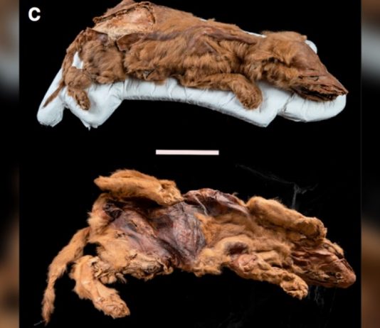 ‘Kind of incredible’: Scientists reveal details of mummified ice age wolf pup found in Yukon 'Kind of incredible': Scientists reveal details of mummified ice age wolf pup found in Yukon