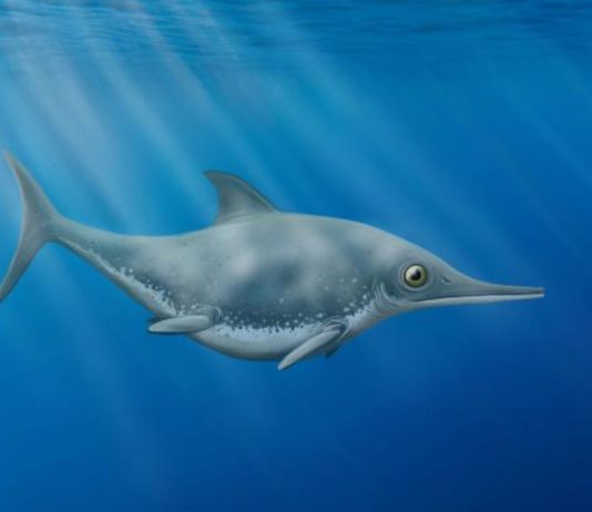 New ‘sea dragon’ discovered off UK coastline (Research) New 'sea dragon' discovered off UK coastline (Research)