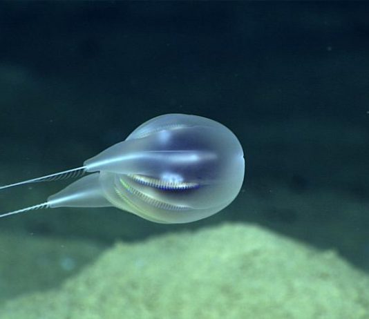 Researchers identify deep-sea blob as new species using only video Researchers identify deep-sea blob as new species using only video