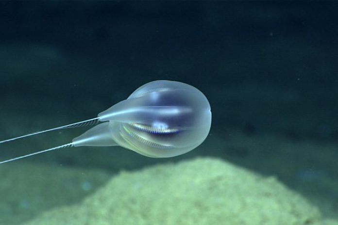 Researchers identify deep-sea blob as new species using only video