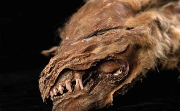 Scientists uncover details about ice age wolf pup found in Yukon Scientists uncover details about ice age wolf pup found in Yukon
