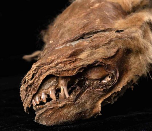 Scientists uncover details about ice age wolf pup found in Yukon Scientists uncover details about ice age wolf pup found in Yukon