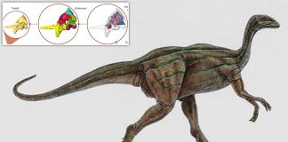 Study reveals unexpected insights into early dinosaur’s brain, eating habits and agility Study reveals unexpected insights into early dinosaur’s brain, eating habits and agility
