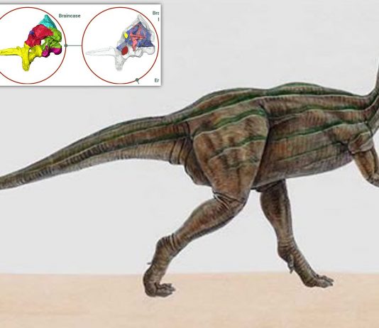 Study reveals unexpected insights into early dinosaur’s brain, eating habits and agility Study reveals unexpected insights into early dinosaur’s brain, eating habits and agility