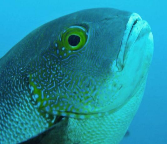 World’s oldest tropical reef fish found in Western Australia waters (Study) World's oldest tropical reef fish found in Western Australia waters (Study)