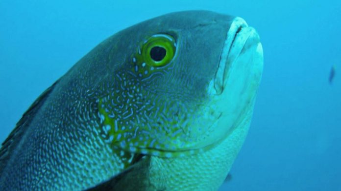 World's oldest tropical reef fish found in Western Australia waters (Study)