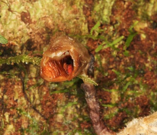 ‘Ugliest orchid in the world’ among 2020’s new plant discoveries, Study ‘Ugliest orchid in the world’ among 2020's new plant discoveries, Study
