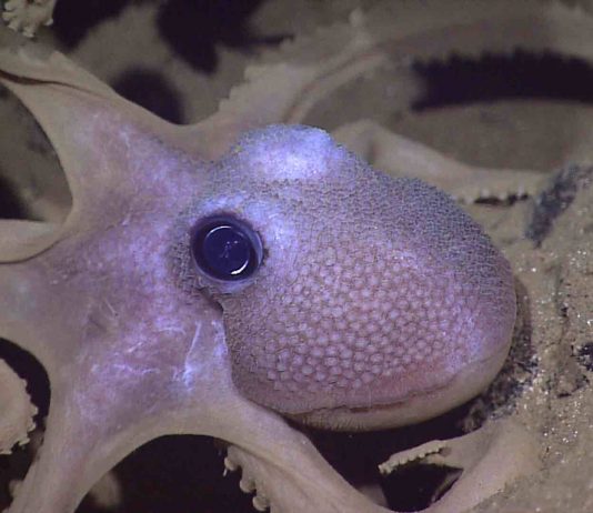 3D-printed smart gel changes shape when exposed to light (Researchers Say) 3D-printed smart gel changes shape when exposed to light (Researchers Say)