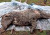 Best Preserved Ice Age Woolly Rhino Discovered in Siberia (Photo)
