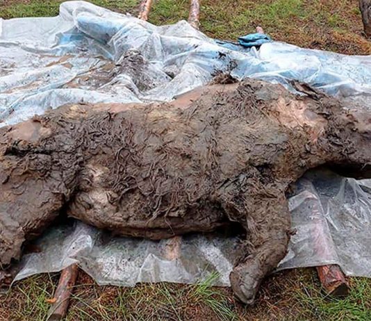 Best Preserved Ice Age Woolly Rhino Discovered in Siberia (Photo) Best Preserved Ice Age Woolly Rhino Discovered in Siberia (Photo)