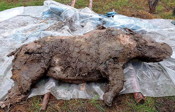 Best Preserved Ice Age Woolly Rhino Discovered in Siberia (Photo)