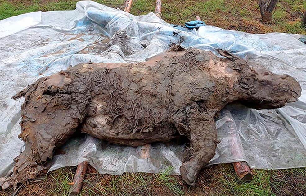 Best Preserved Ice Age Woolly Rhino Discovered In Siberia Photo The 