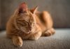 Cats Love Catnip Because It Protects Them From Mosquitoes, finds new research Cats Love Catnip Because It Protects Them From Mosquitoes, finds new research