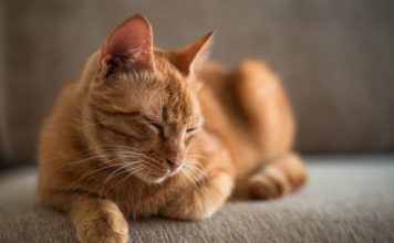 Cats Love Catnip Because It Protects Them From Mosquitoes, finds new research Cats Love Catnip Because It Protects Them From Mosquitoes, finds new research